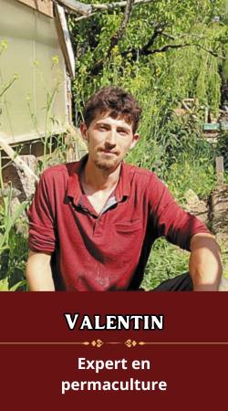 Valentin du Jardin du Tilleul
